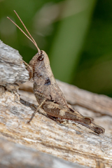 Chloealtis conspersa