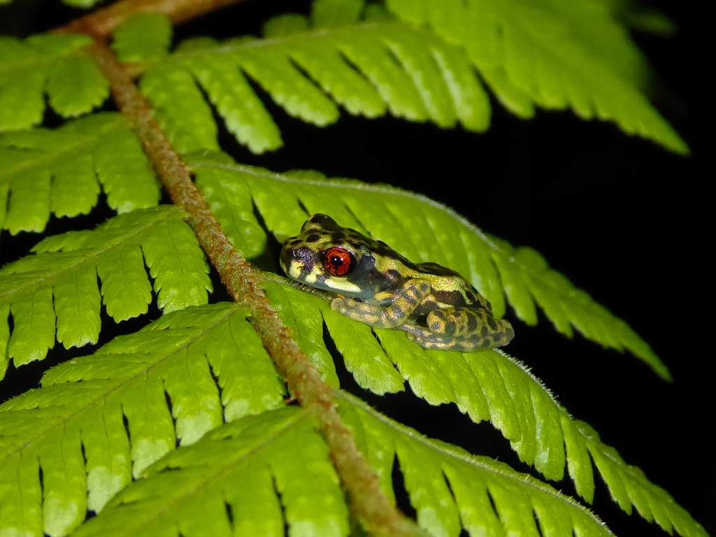 Henle's Slender-legged Treefrog