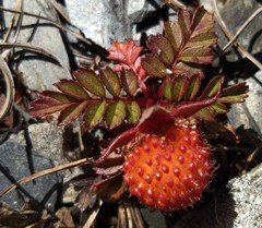 Rubus taiwanicola
