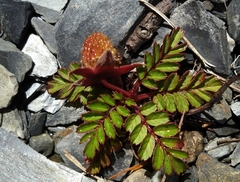 Rubus taiwanicola