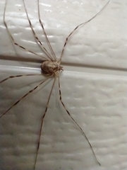 Leptobunus parvulus