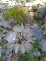 Picris hieracioides morrisonensis