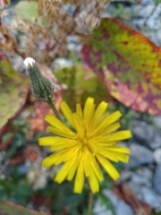 Picris hieracioides morrisonensis