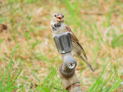 Passer domesticus