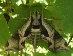 Eumorpha pandorus