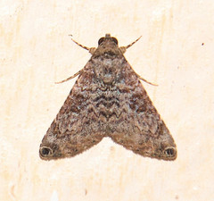 Coenipeta polynoe