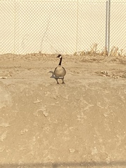 Branta canadensis