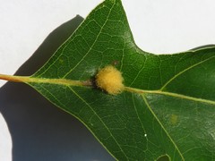 Callirhytis infuscata