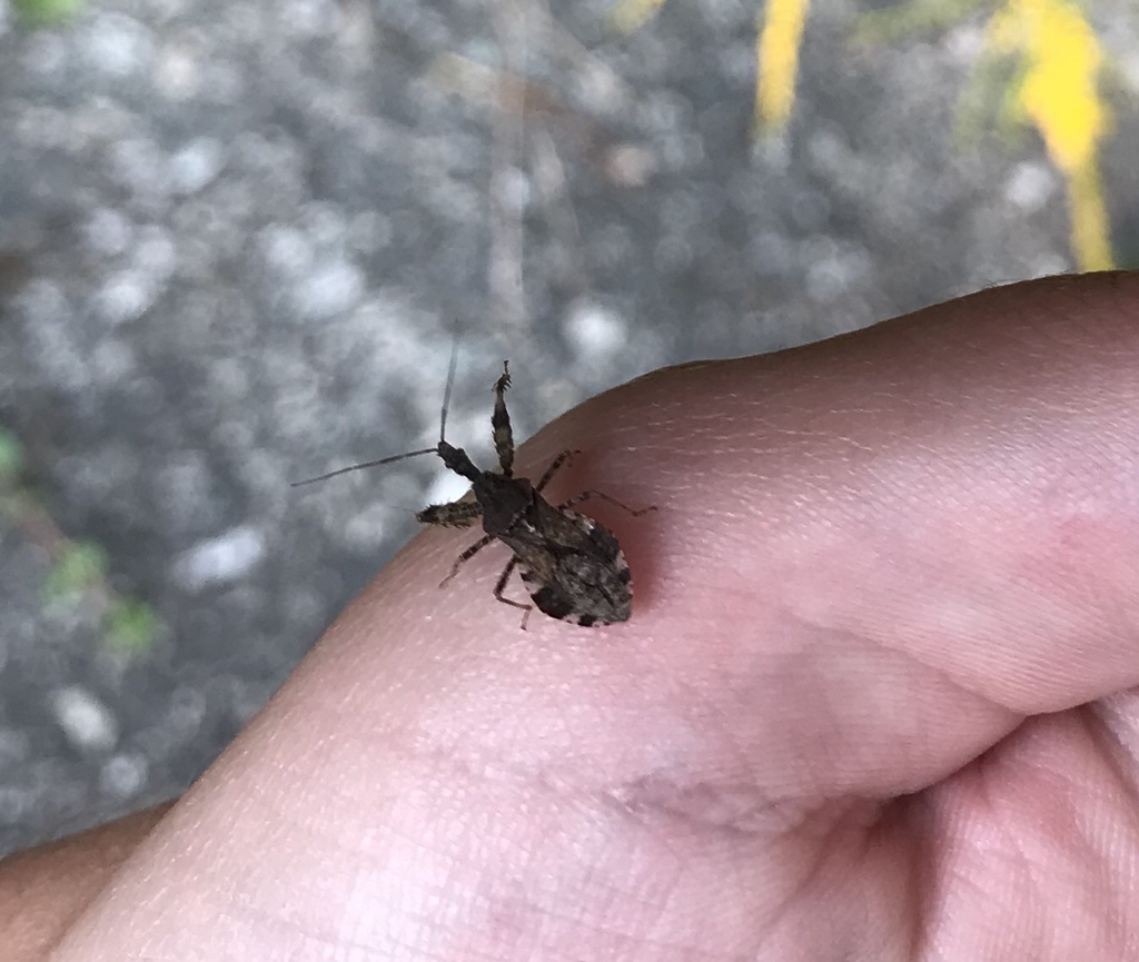 Sinea from Austin Ave, Greenville, RI, US on September 16, 2020 at 04