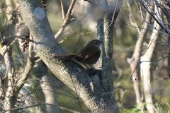 Dasyornis brachypterus