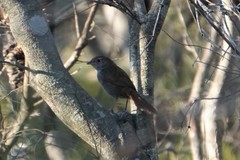 Dasyornis brachypterus