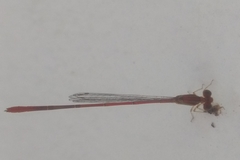 Leptobasis vacillans