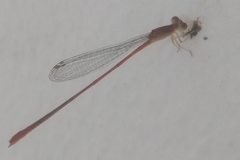 Leptobasis vacillans