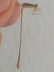 Leptobasis vacillans