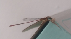 Leptobasis vacillans