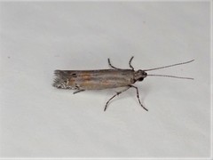 Chrysorthenches drosochalca