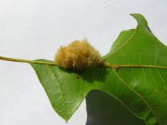 Callirhytis infuscata