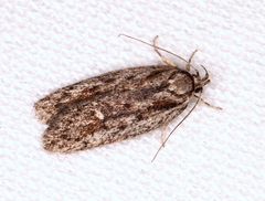 Acantholena siccella