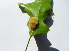 Callirhytis infuscata
