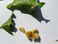 Callirhytis infuscata