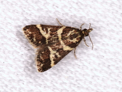 Scoparia spelaea