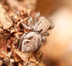 Habronattus festus