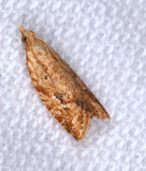 Euphona euphona