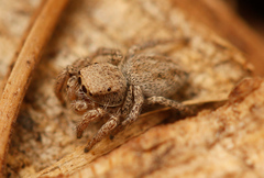 Habronattus altanus