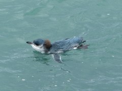 Eudyptula minor iredalei