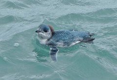 Eudyptula minor iredalei