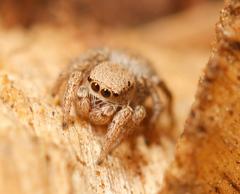 Habronattus altanus