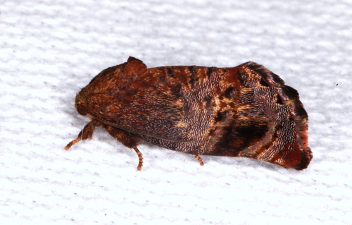Peritropha oligodrachma Diakonoff, 1954