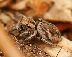 Habronattus festus