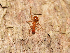 Notoncus spinisquamis