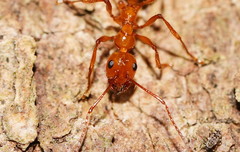 Notoncus spinisquamis