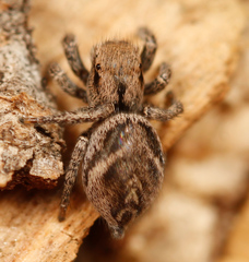 Habronattus festus