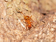 Notoncus spinisquamis