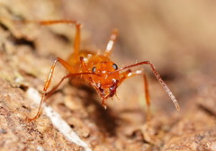 Notoncus spinisquamis