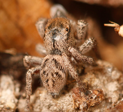 Habronattus festus