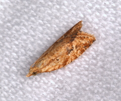 Euphona euphona