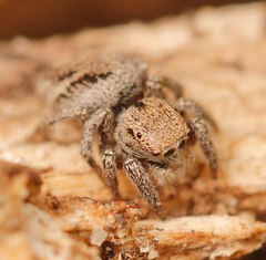 Habronattus festus