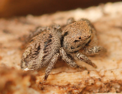 Habronattus festus