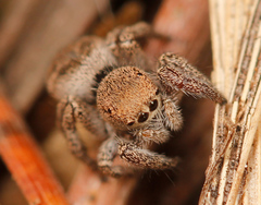 Habronattus festus