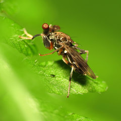 Sphyracephala brevicornis