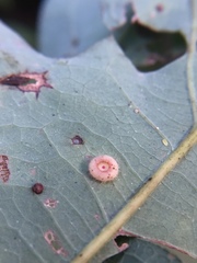 Neuroterus umbilicatus