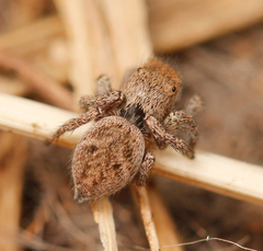 Habronattus festus