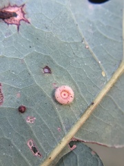 Neuroterus umbilicatus