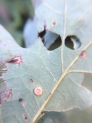 Neuroterus umbilicatus