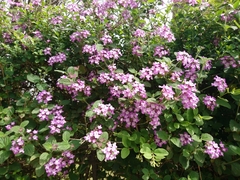 Lantana megapotamica