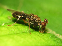 Sphyracephala brevicornis